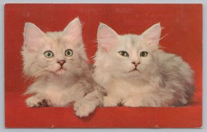 Cats~2 White Cats On Red Bkgd Very Compose~East Union IN Greetings~Vintage PC 