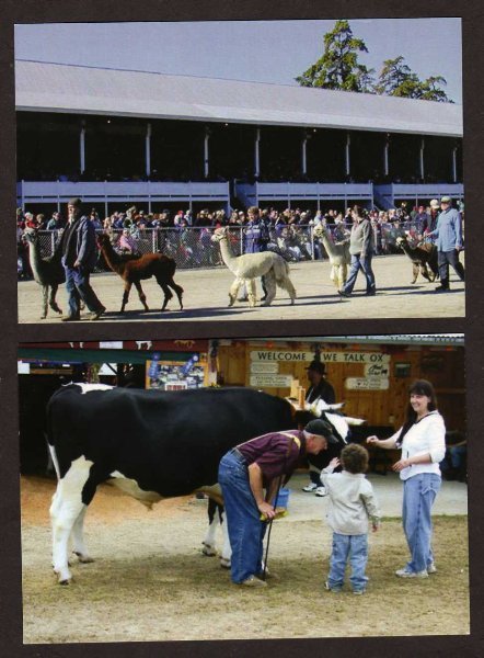 ME Lot 2 Fryeburg County Fair Maine Postcards Animals Cows Llamas