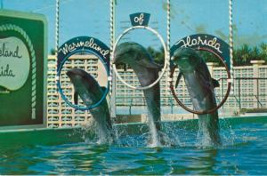 Dolphin Dolphins Jumping Though Hoops ~ Marineland of Florida FL~ Postcard