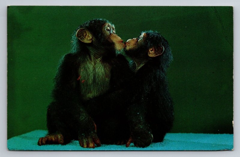 Monkey Business Chimps Vintage Postcard Posted 1975 California