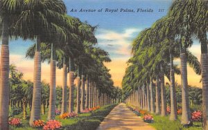 Avenue of Royal Palms  Trees FL