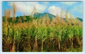 MOSSMAN, Australia ~ GOOD SHEPHERD ROCK & Arrowing Cane c1960s  Postcard