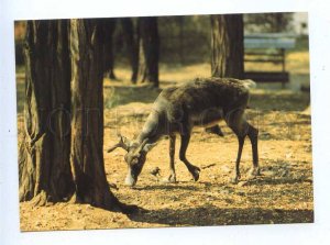 195571 Europe Reindeer old postcard