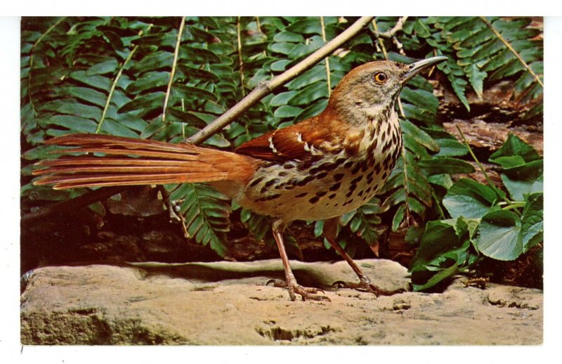 Birds - Brown Thrasher