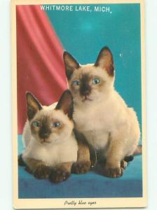 Pre-1980 PRETTY BLUE EYES - KITTEN CATS WITH GLOWING BLUE EYES k8656