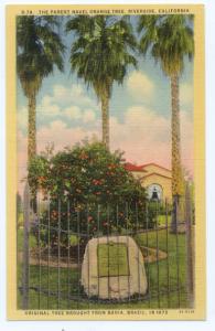 Original Parent Navel Orange Tree Riverside California CA