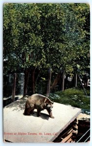 MT. LOWE, California CA ~ Romeo the Bear ALPINE TAVERN 1912 Rieder Postcard