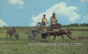 Philippine Farm Philippines Postcard
