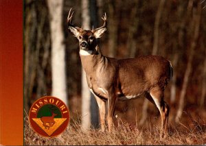 Missouri Whitetail Buck