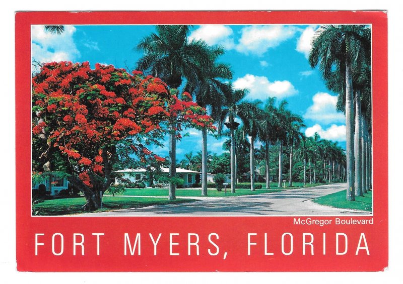 FL Fort Myers McGregor Boulevard Royal Palms Vintage 4X6 Florida Postcard