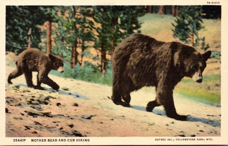 Yellowstone National Park Mother Bear and Cub Hiking Curteich