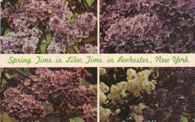 Flowers Spring Time Is Lilac Time In Rochester New York Lilac Capitol Of The ...