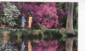 South Carolina Charleston Magnolia Gardens Beautiful Azaleas