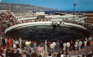 Porpise Feeding Time Marineland Of The Pacific Rancho Palos Verdes California  