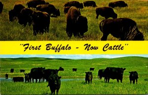 Nebraska First Buffalo Now Cattle Split View