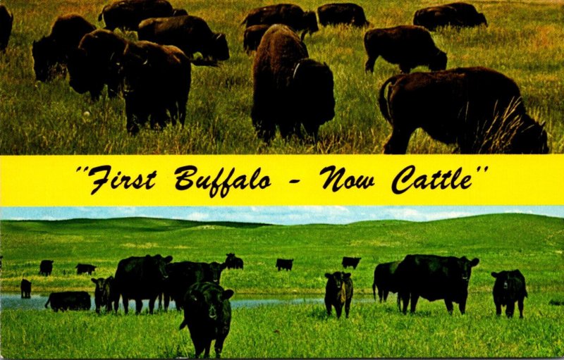 Nebraska First Buffalo Now Cattle Split View