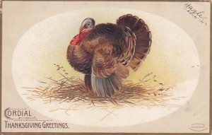 Thanksgiving Greetings With Turkey 1908 Signed Clapsaddle