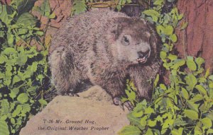 Mister Ground Hog The Original Weather Prophet