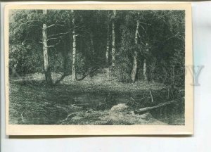 480917 USSR 1948 year Landscape SHISHKIN birch forest postcard