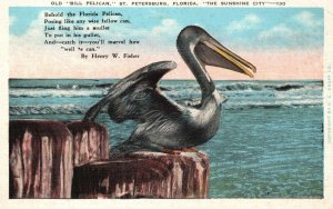 Old Bill Pelican Sunshine City St. Petersburg Florida FL Vintage Postcard