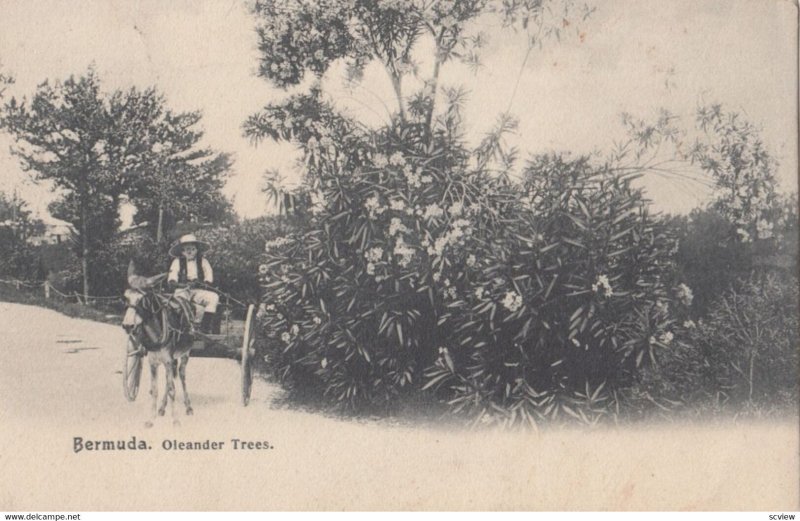 BERMUDA, Oleander Trees , 1909