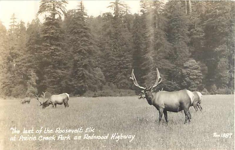 Roosevelt at Prairie Creek Park Redwood Highway California CA Real Photo