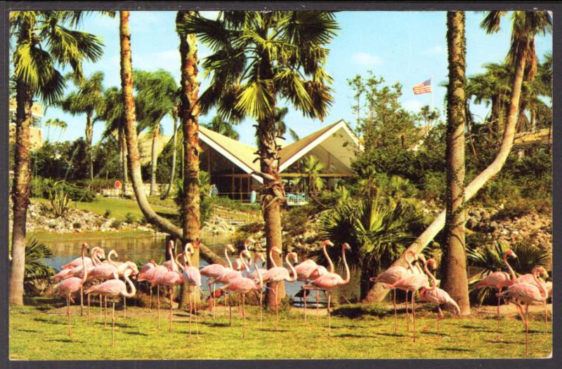 Flamingos,Busch Gardens,Tampa,FL Birds