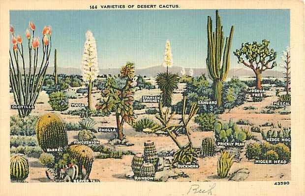 Varieties of Desert Cactus, Linen