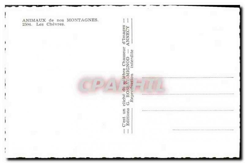 Postcard Ancient Animals our The Mountains Goats