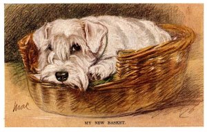 Dog , My new basket