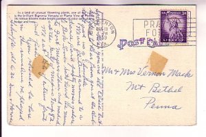 Closeup, Beautiful Flame Vine, Florida, Used 1959