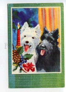 493814 Scottish Terrier Skye Terrier dogs New candles Yugoslavia Duvan Belgrade