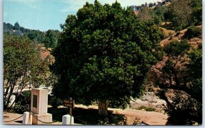 Postcard - The Mother Orange Tree - Oroville, California