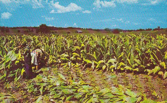 Harvesting Burley Tobacco