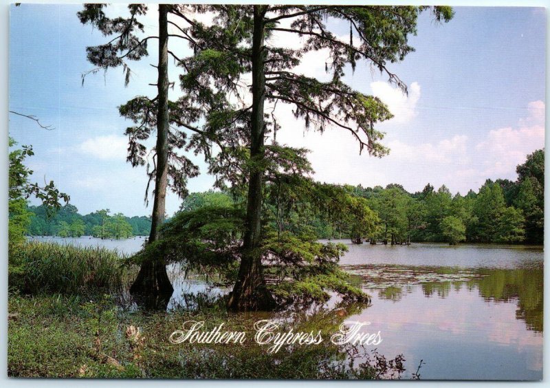 Postcard - Southern Cypress Trees, Chicot State Park, Ville Platte, Louisiana