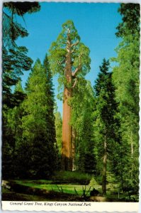 Postcard - General Grant Tree, Kings Canyon National Park - California