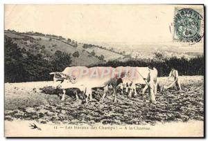 Old Postcard hitch Fieldwork At Oxen plow