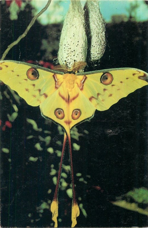 Postcard Animals butterfly fly flower yellow eyes model wild