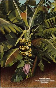 VINTAGE POSTCARD BANANA TREE SHOWING BUD AND FRUIT BERMUDA CARIBBEAN 1949
