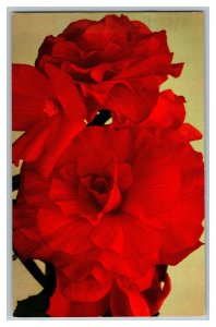 1982 Begonia Double Camellia Scarlet Flower Vintage Standard View Postcard 