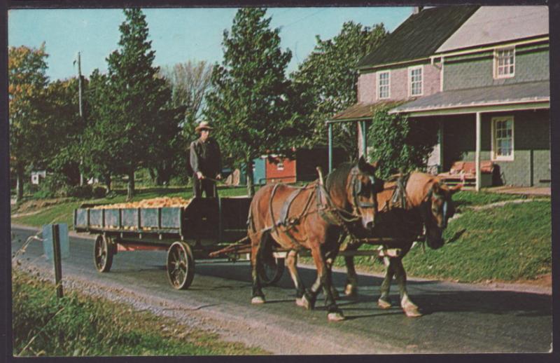 Greetings From Amish Country Postcard