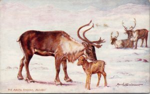 The Arctic Regions Reindeer Maude Scrivener Tuck Postcard E70