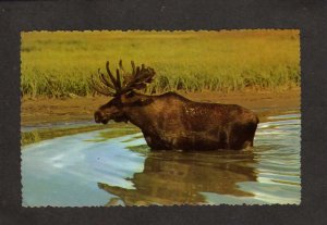 Bull Moose in Water Animals Nature Wildlife Postcard
