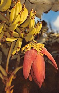 Banana Blossom Hawaii, USA Fruit Assorted Unused 