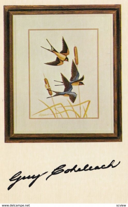 Artist Guy Coheleach's BARN SWALLOW prints , 50-60s