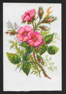 VICTORIAN TRADE CARDS (5) Stock Cards Flowers with Stems & Leaves