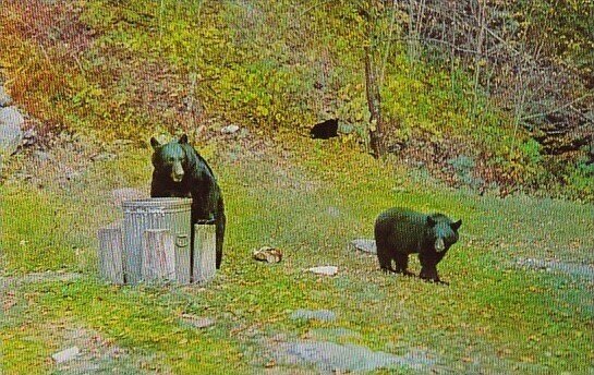 Black Bear With Garbage Pails Adirondack Mountains New York