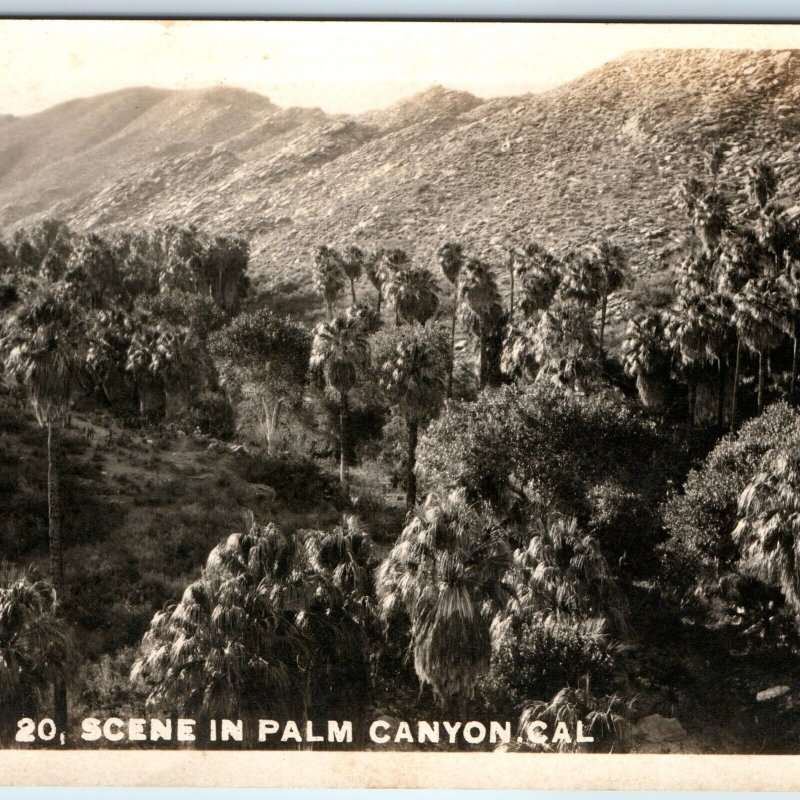 c1920s Palm Springs, CA RPPC Palm Canyon Many Palm Trees Real Photo Postcard A99