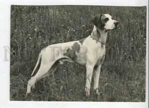 465695 USSR 1961 year photo of Eric Tylinik pointer dog postcard