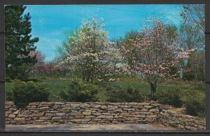 Indiana, Nashville - Brown County Scenery - Dogwood - [IN-019]